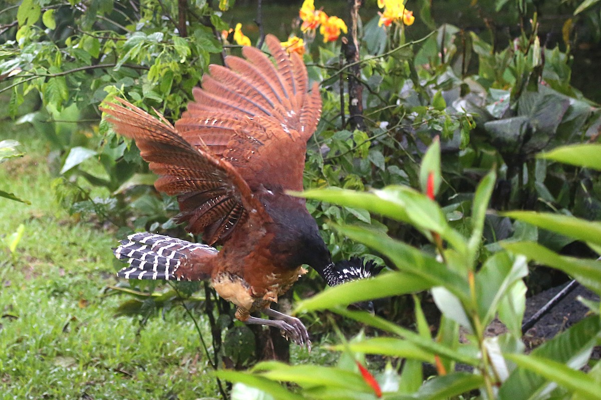 Great Curassow - ML642928380