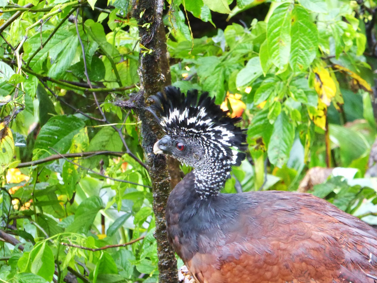 Great Curassow - ML642928381