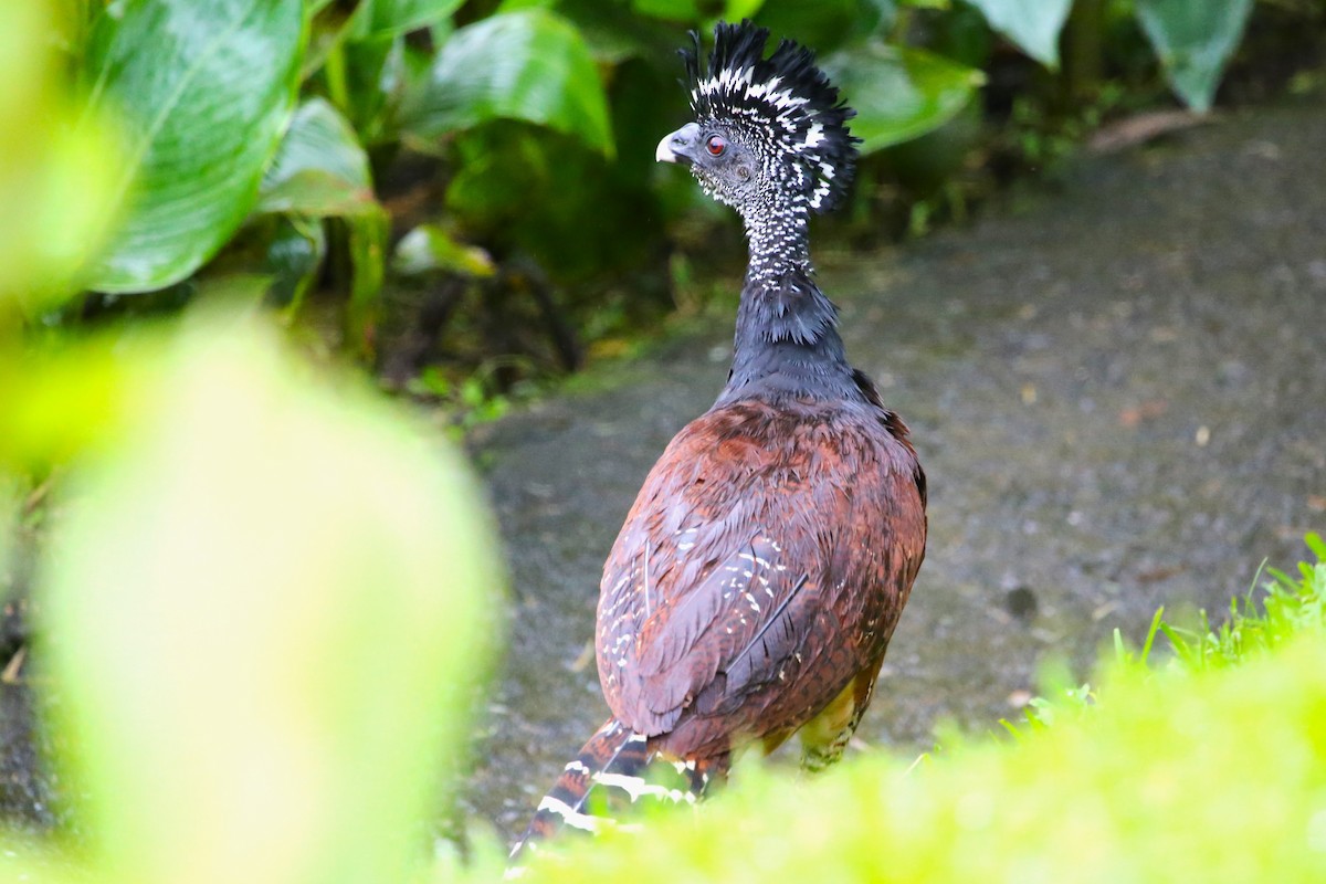 Great Curassow - ML642928382