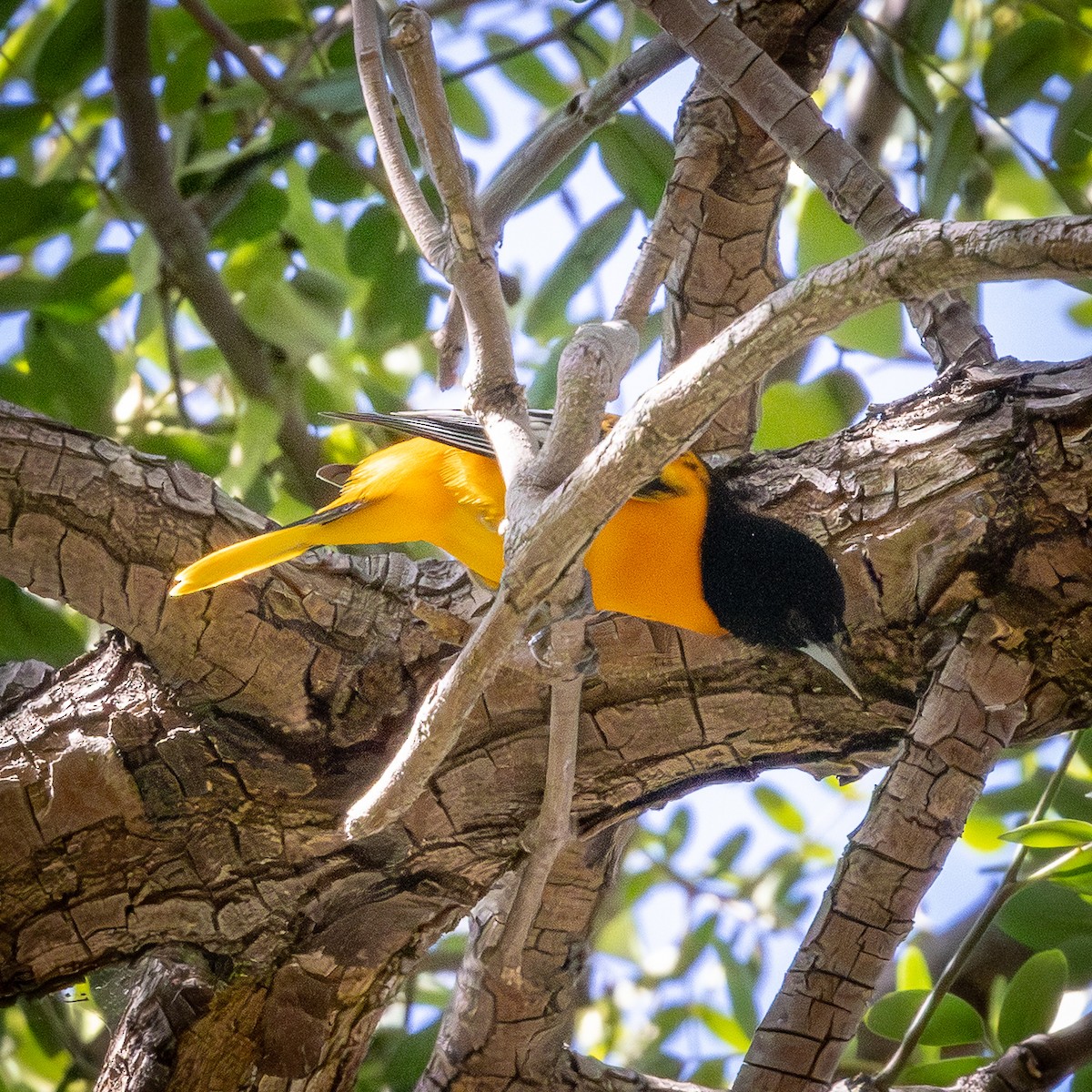 Baltimore Oriole - ML642928395