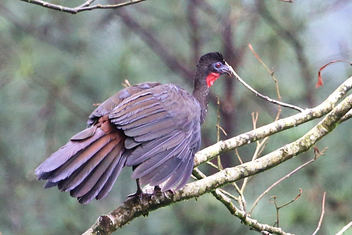 Crested Guan - ML642928399