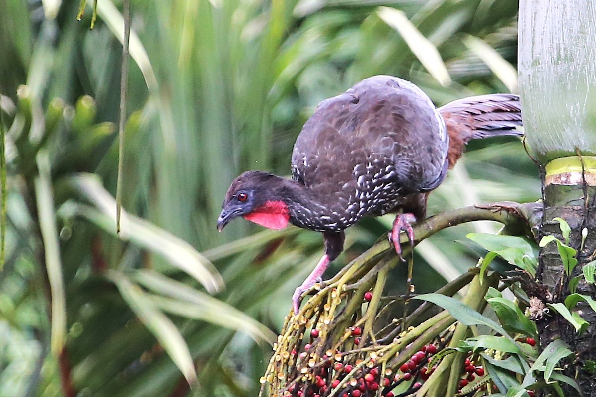 Crested Guan - ML642928400