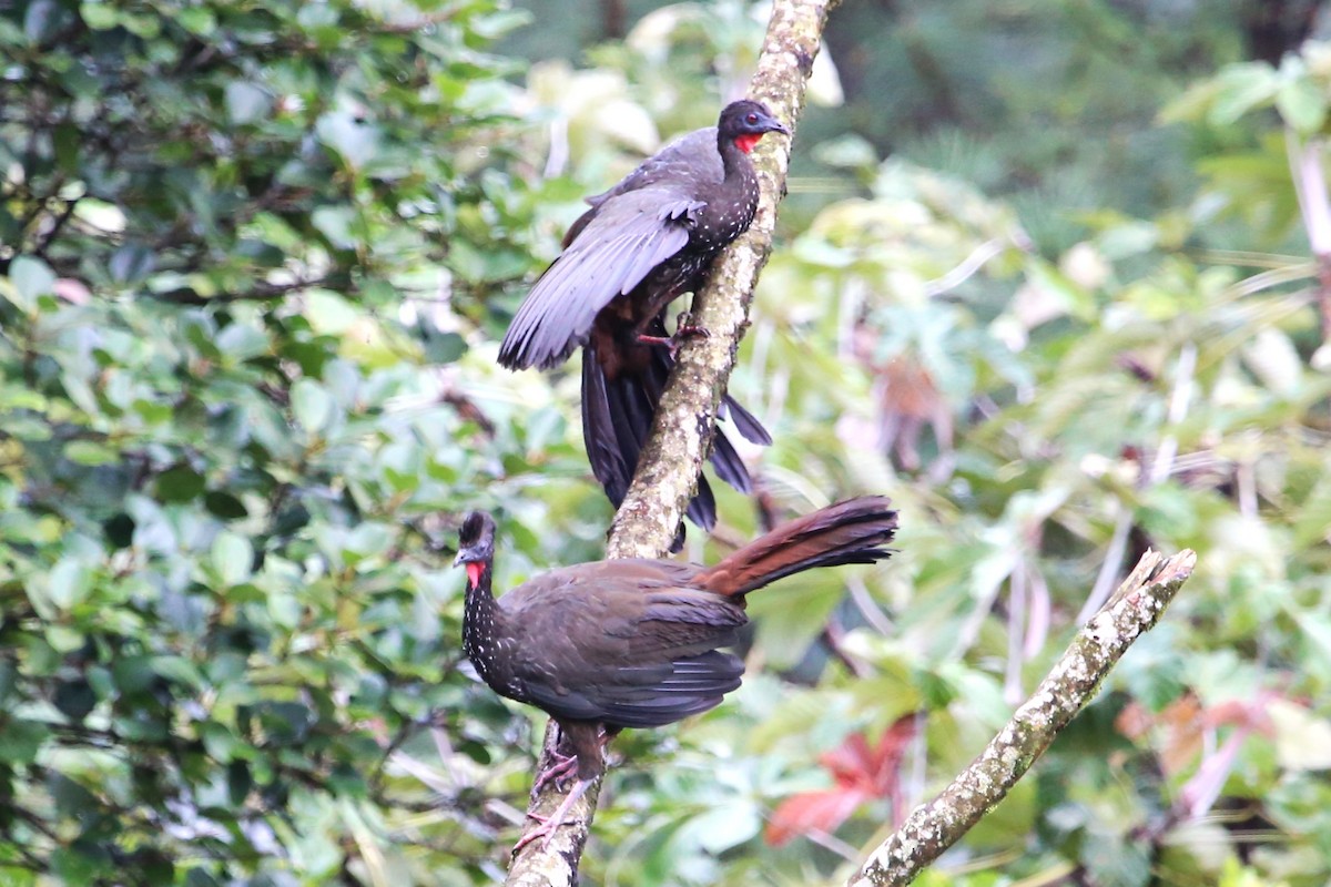 Crested Guan - ML642928401