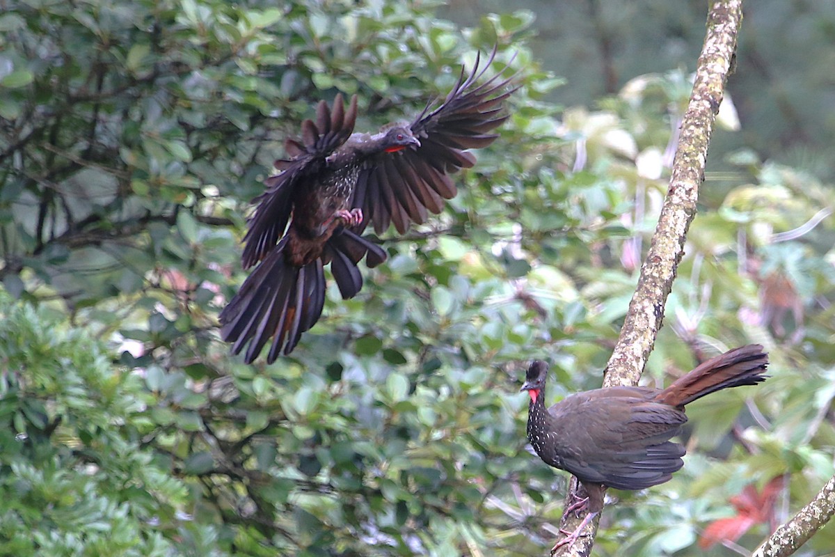 Crested Guan - ML642928402
