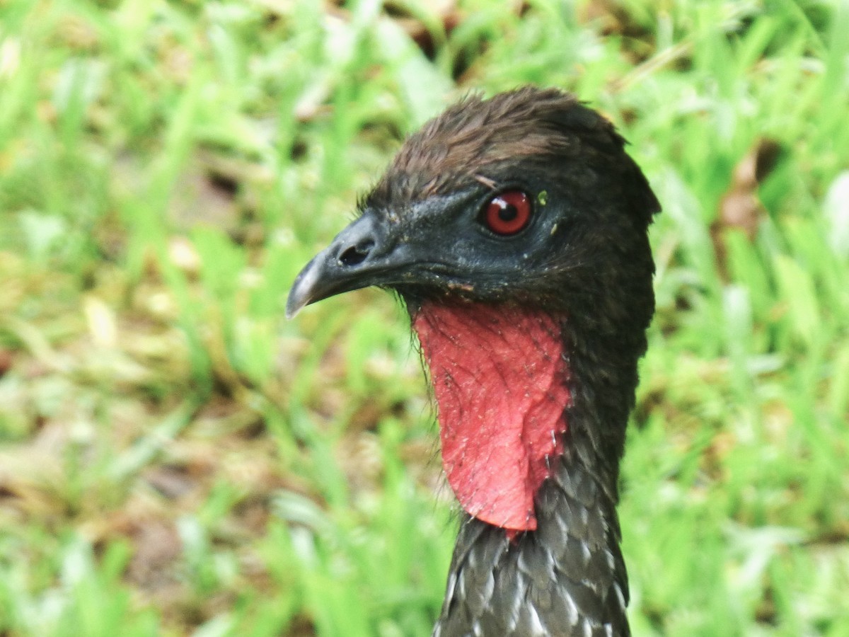 Crested Guan - ML642928403