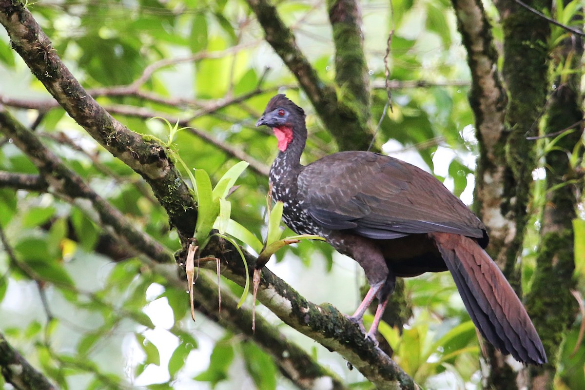 Crested Guan - ML642928404