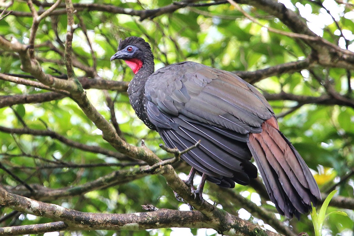 Crested Guan - ML642928405