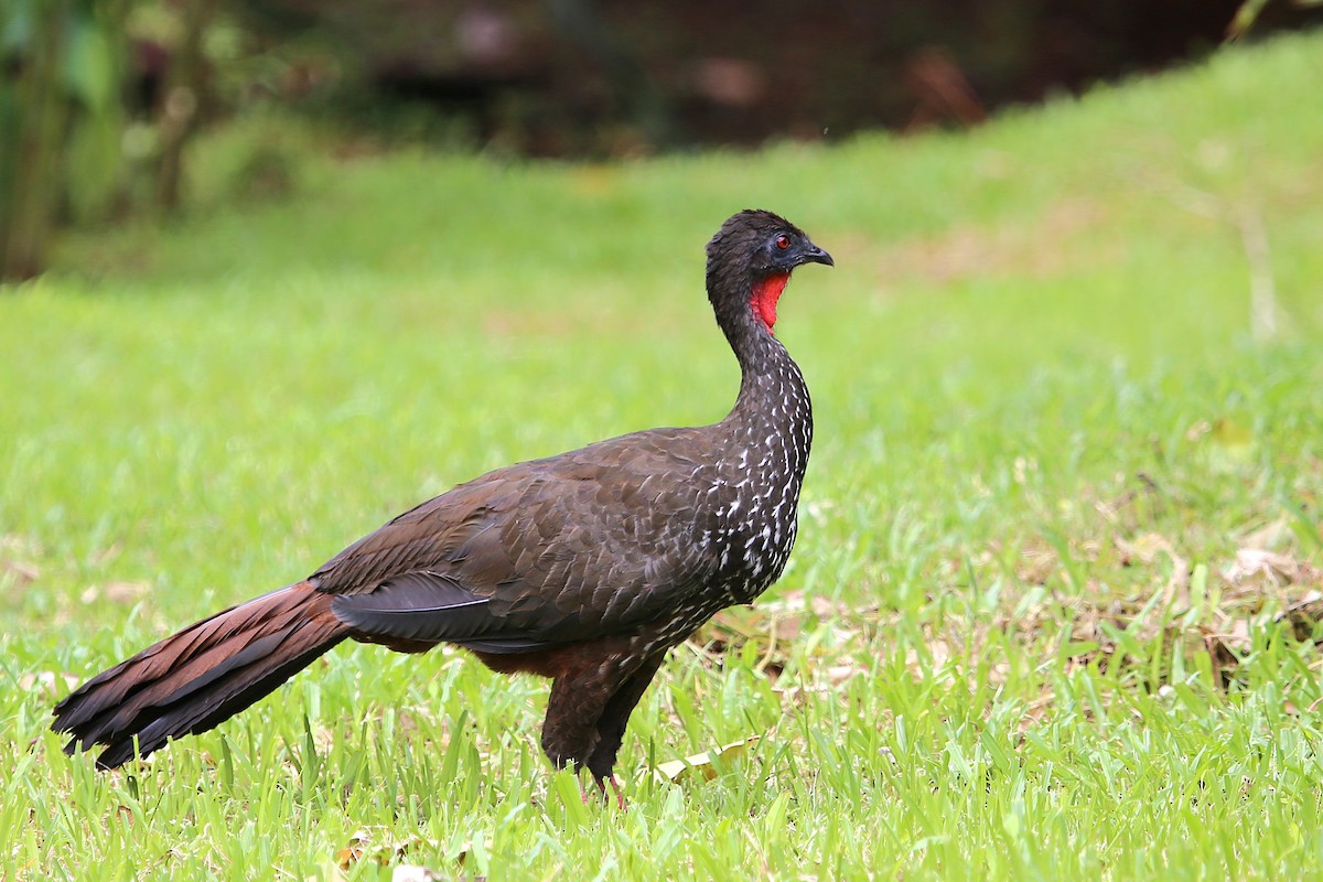 Crested Guan - ML642928407