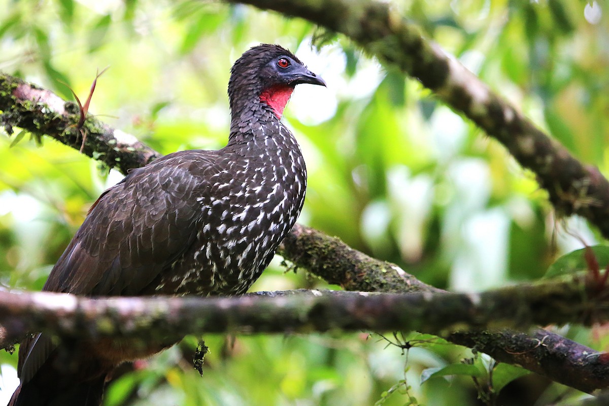 Crested Guan - ML642928411