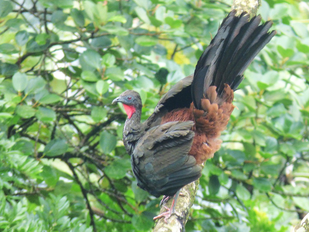 Crested Guan - ML642928412