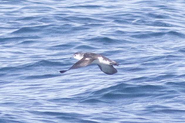 Barolo Shearwater - ML642928427