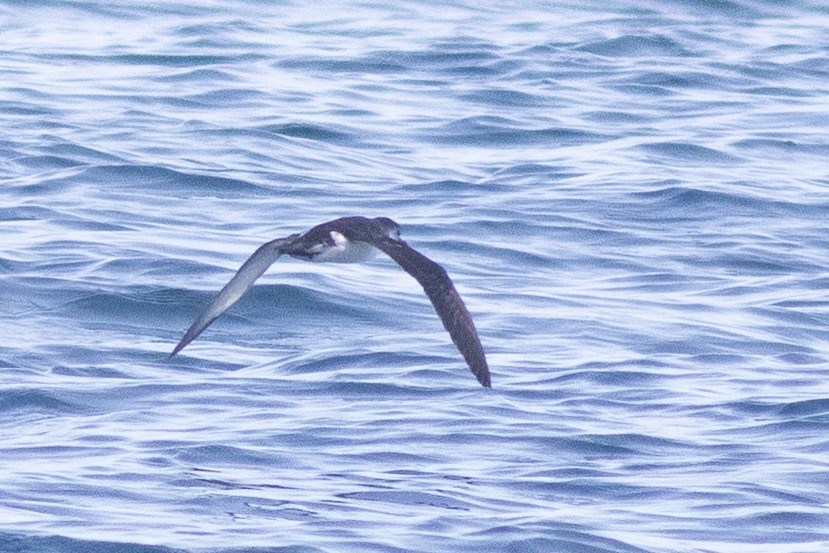 Barolo Shearwater - ML642928428