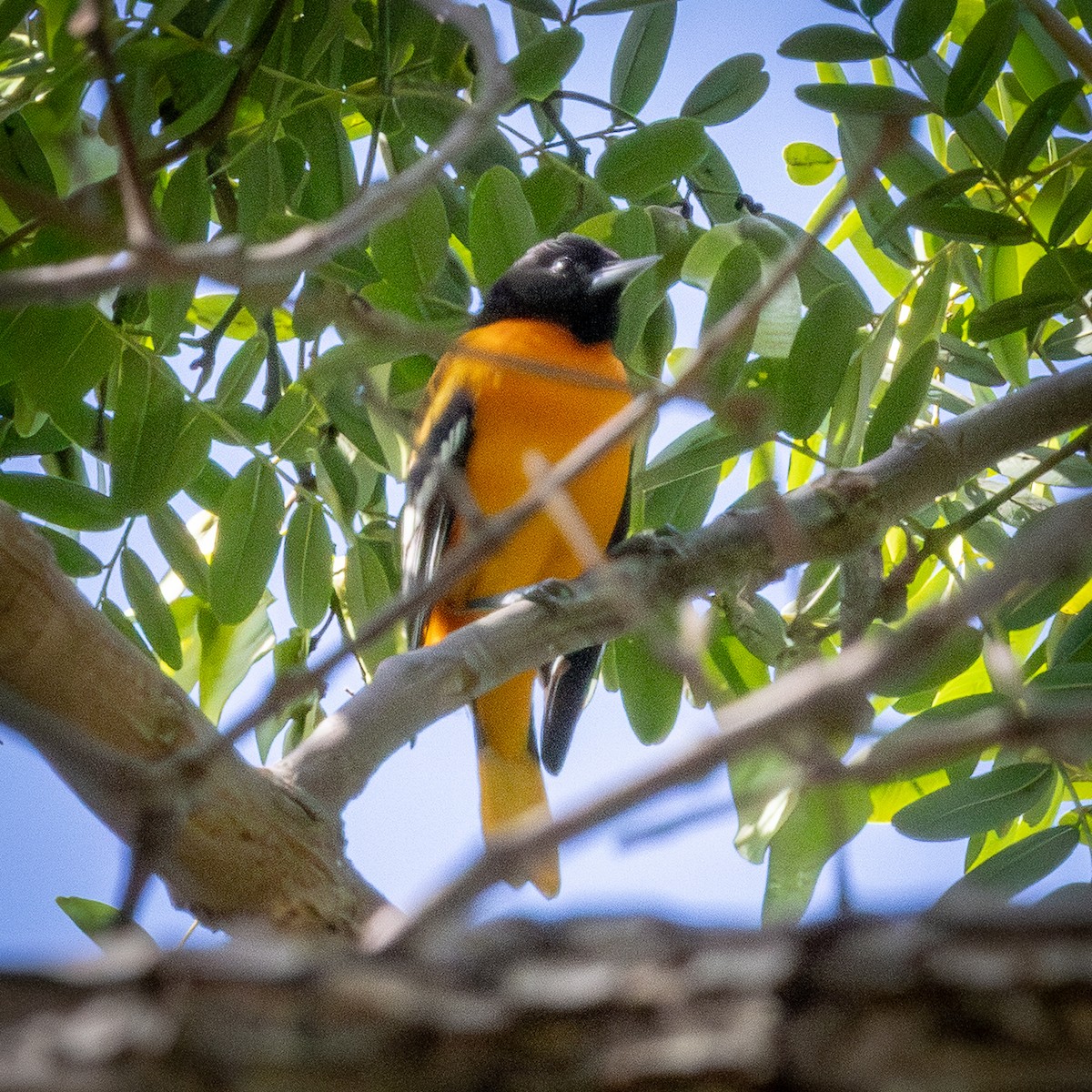 Baltimore Oriole - ML642928437