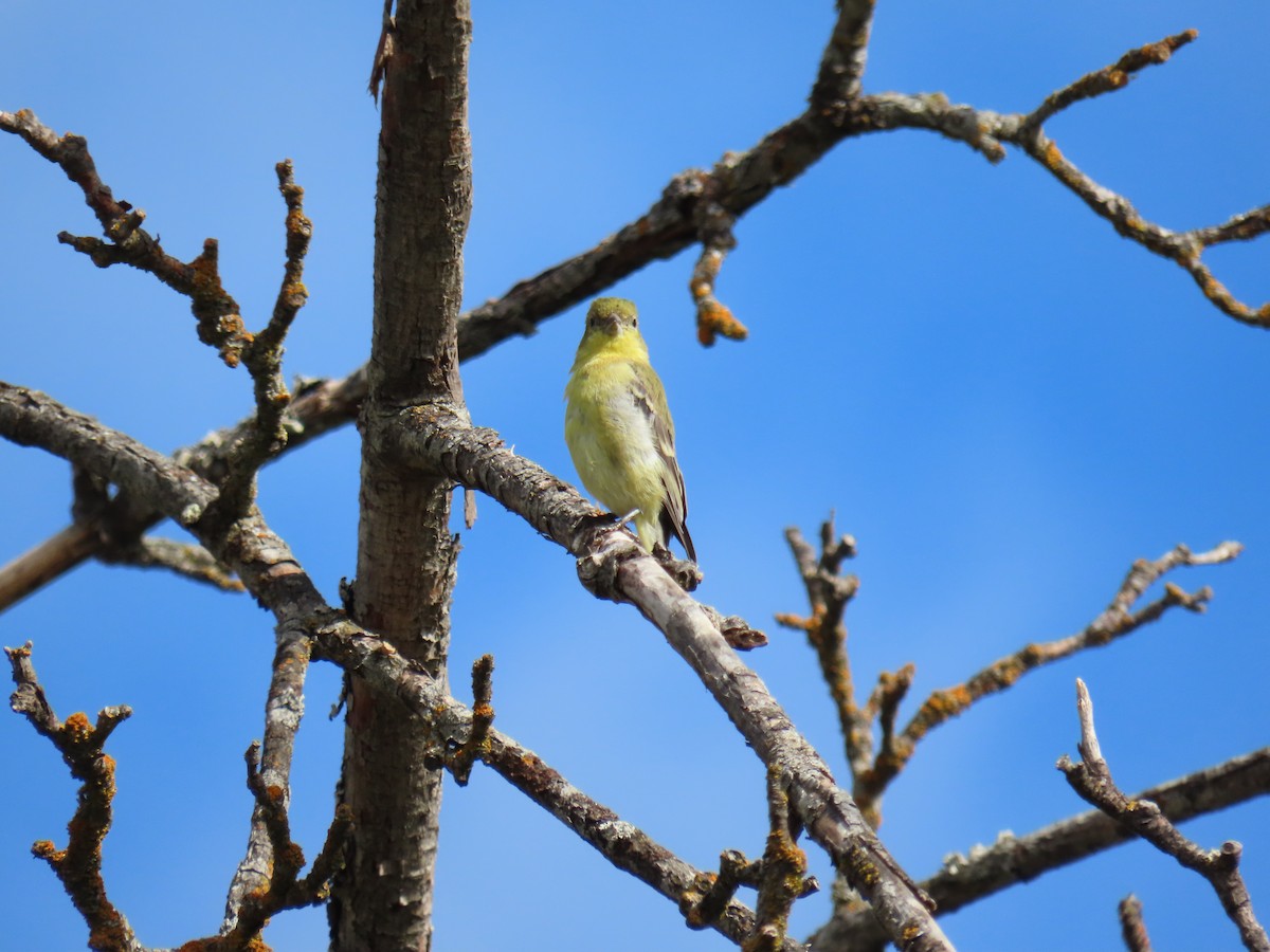 Lesser Goldfinch - ML642928449