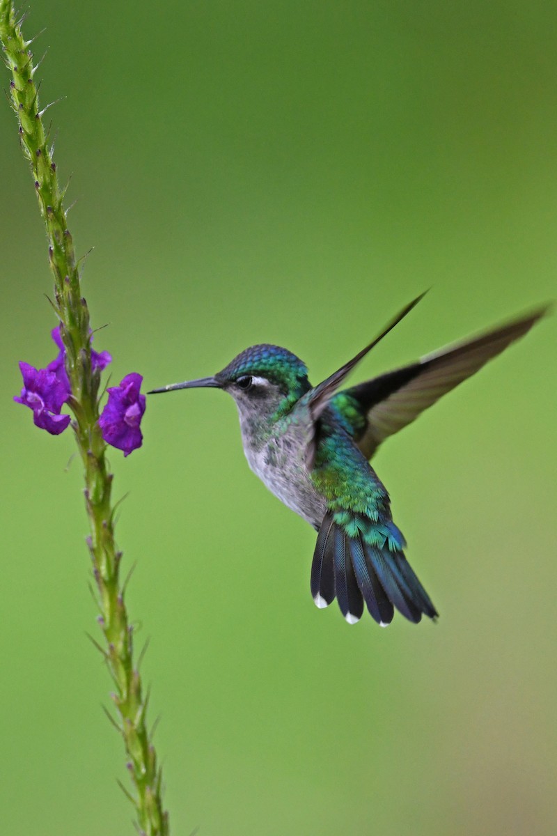 Violet-headed Hummingbird - ML642928454
