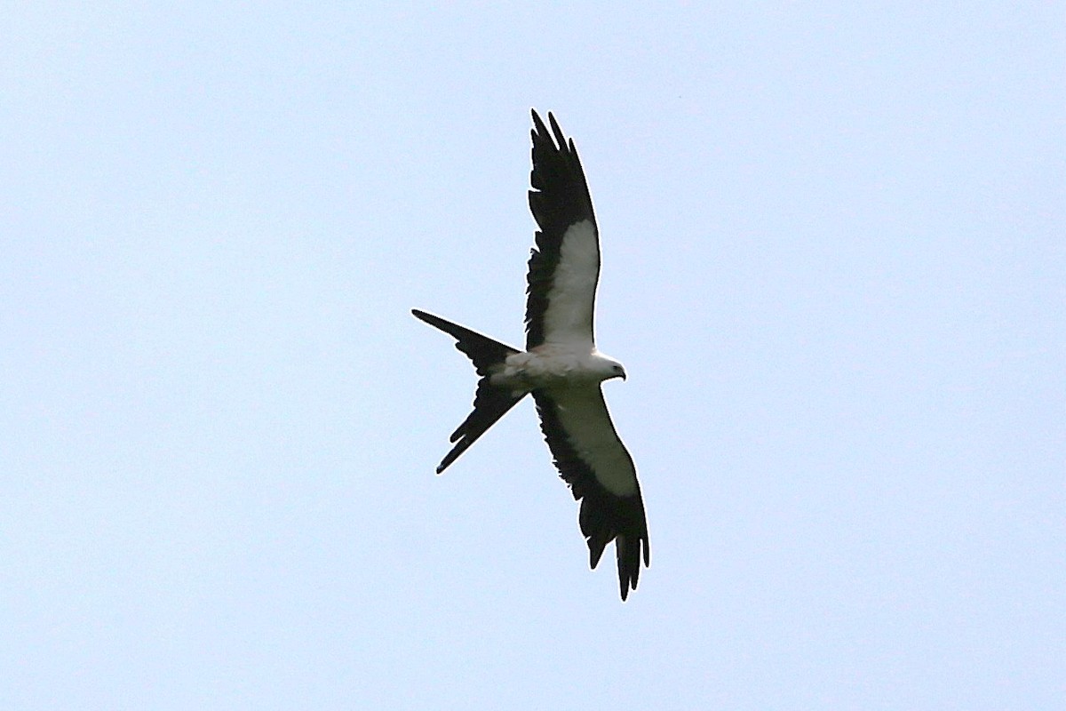 Swallow-tailed Kite - ML642928455