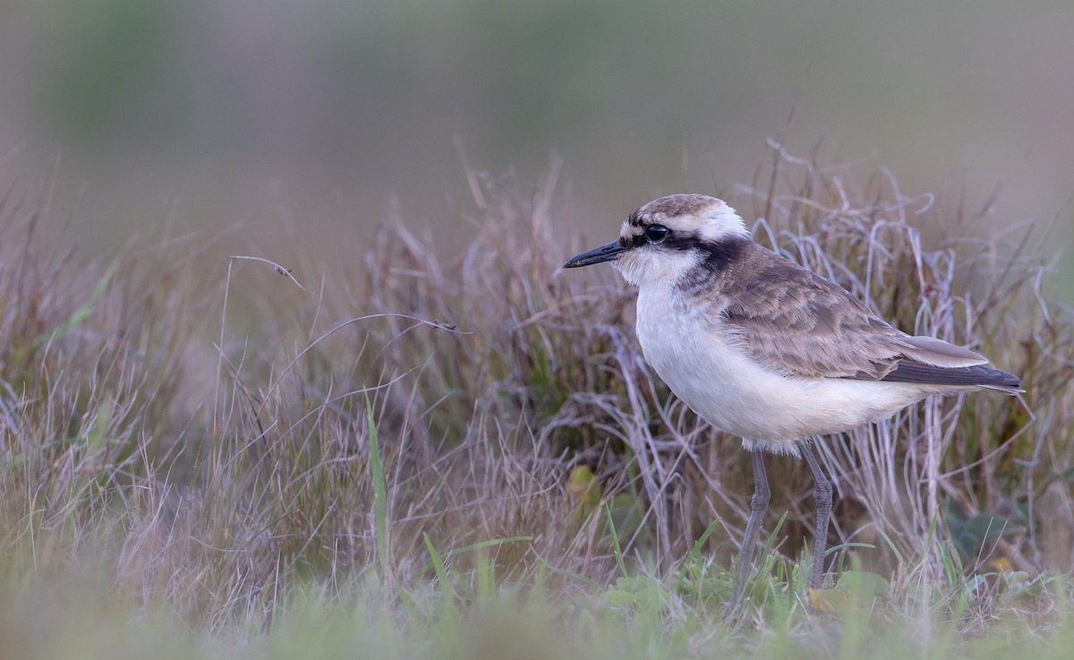 St. Helena Plover - ML642928456