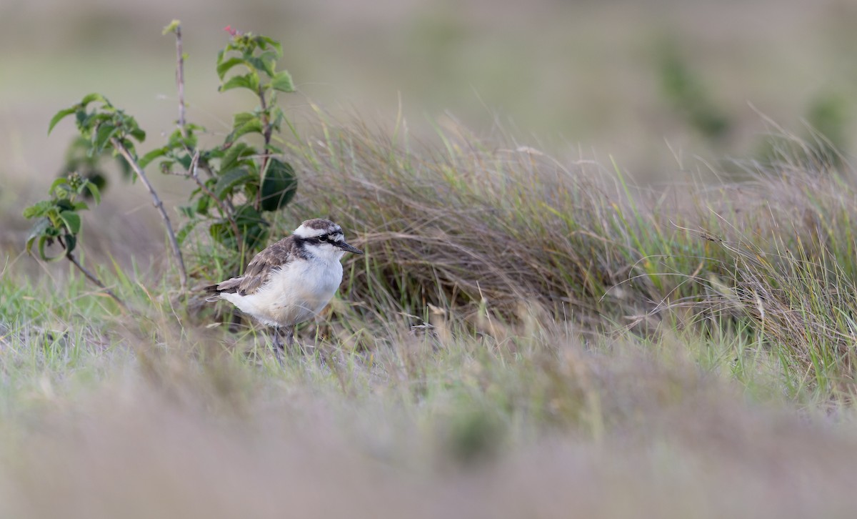 St. Helena Plover - ML642928457