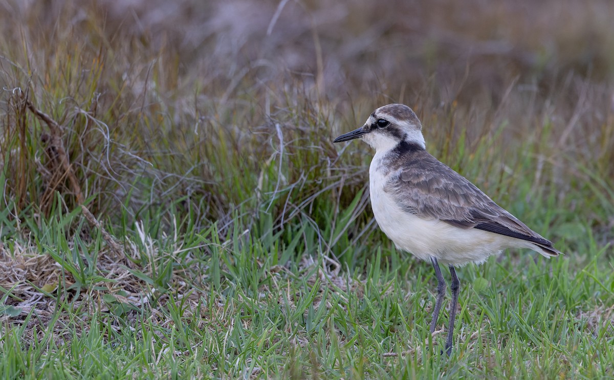 St. Helena Plover - ML642928458