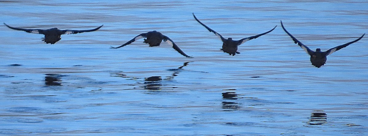 Common Merganser - ML642928459