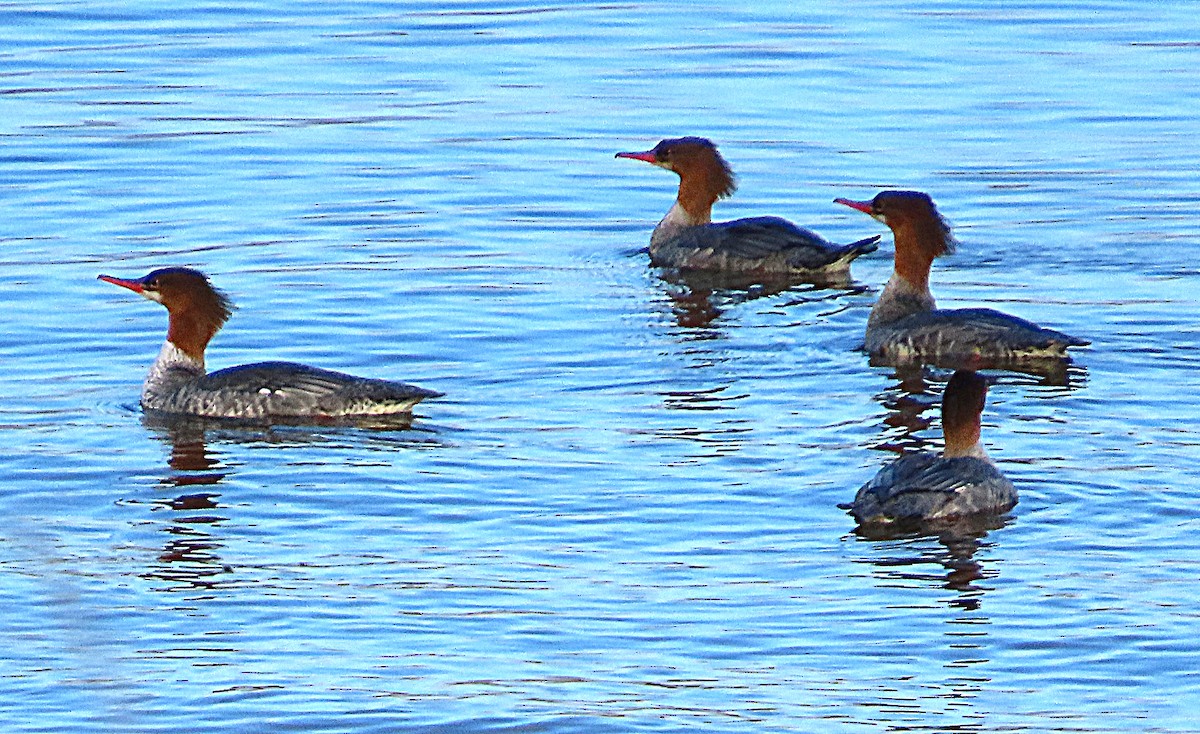 Common Merganser - ML642928461