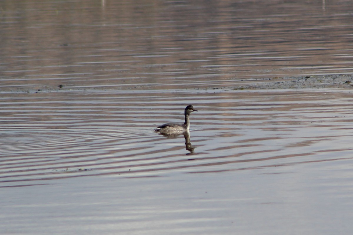 Pied-billed Grebe - ML642928462