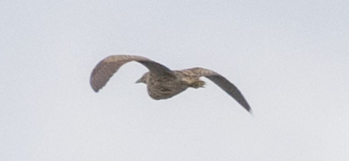 Eurasian Bittern - ML642928463