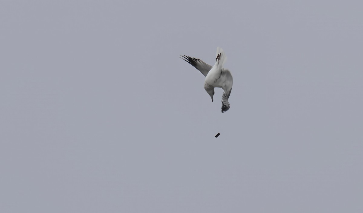 Ring-billed Gull - ML642928464