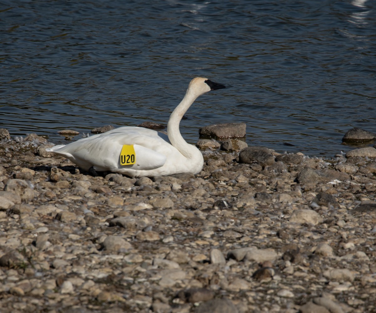 Trumpeter Swan - ML642928469
