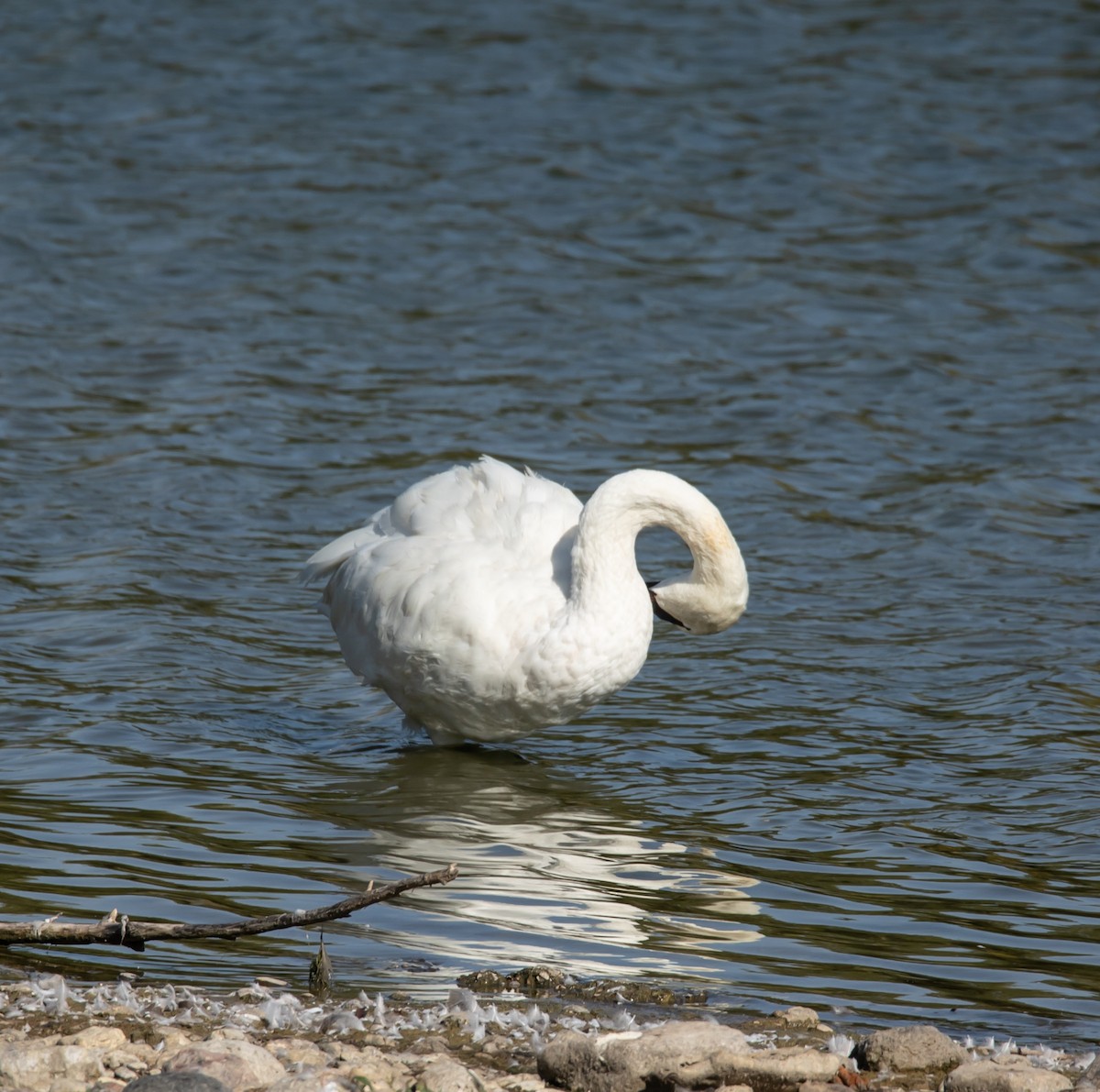 Trumpeter Swan - ML642928470