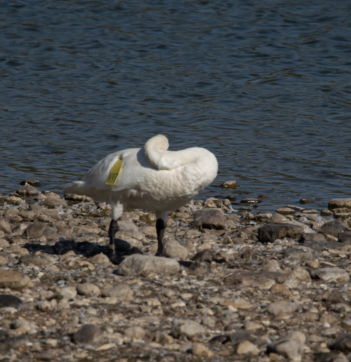 Trumpeter Swan - ML642928471