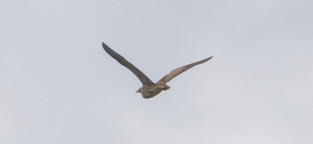 Eurasian Bittern - ML642928473