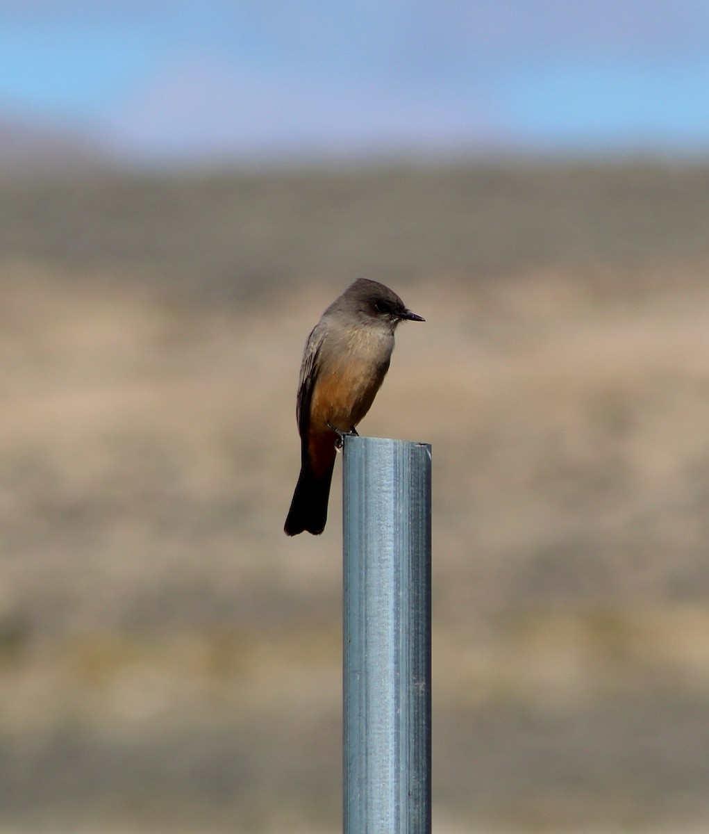 Say's Phoebe - ML642928474