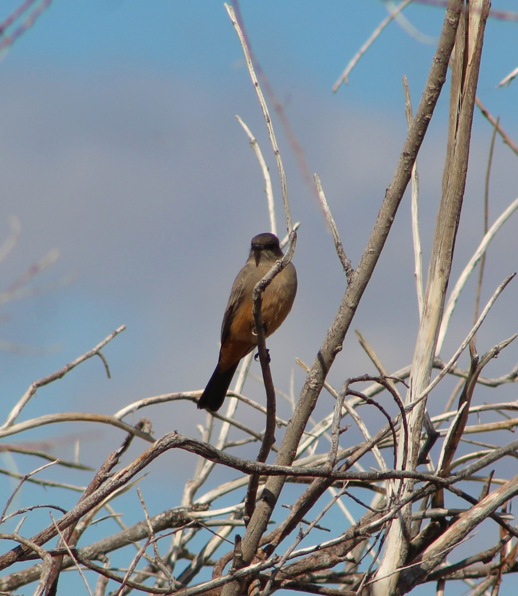 Say's Phoebe - ML642928475