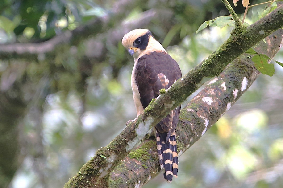 Laughing Falcon - ML642928479