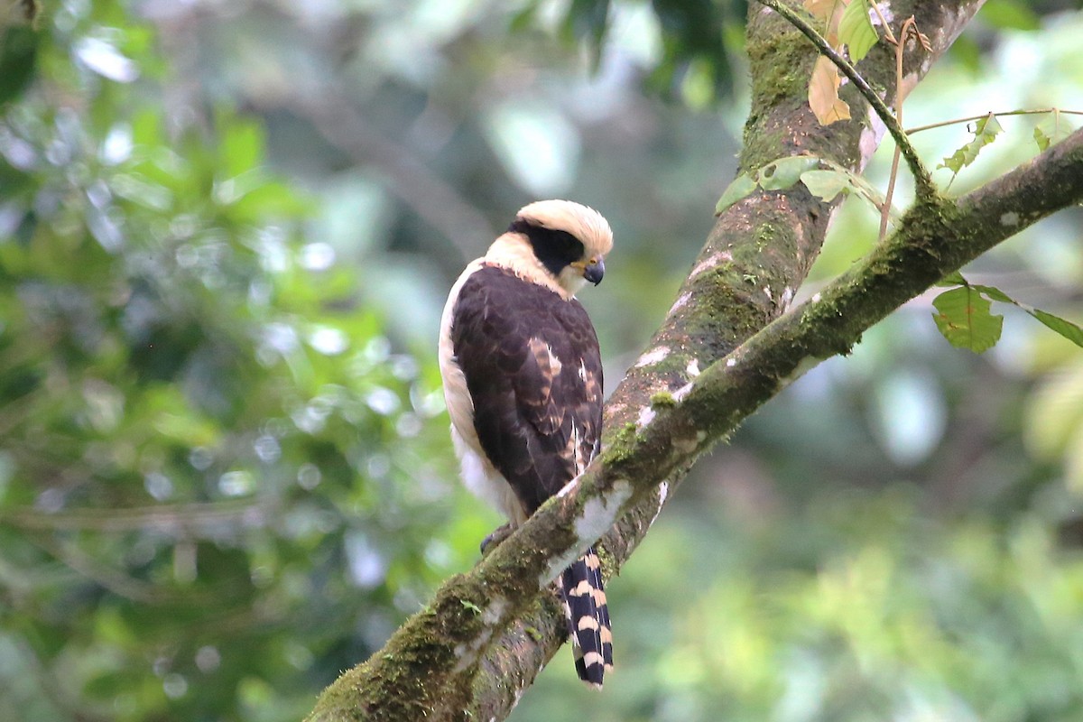 Laughing Falcon - ML642928480