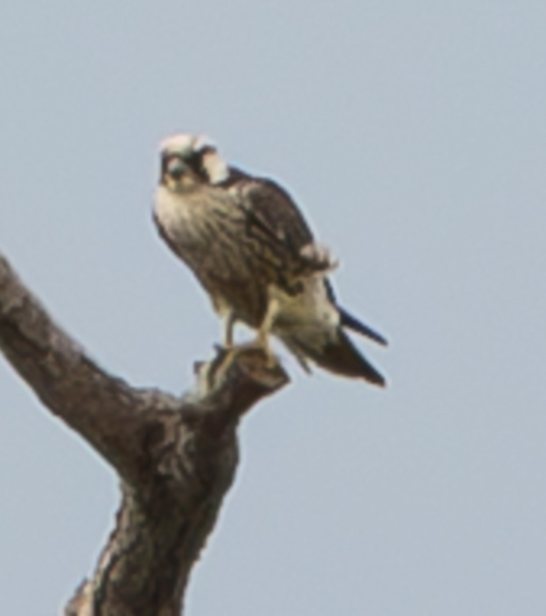 Peregrine Falcon - ML642928481