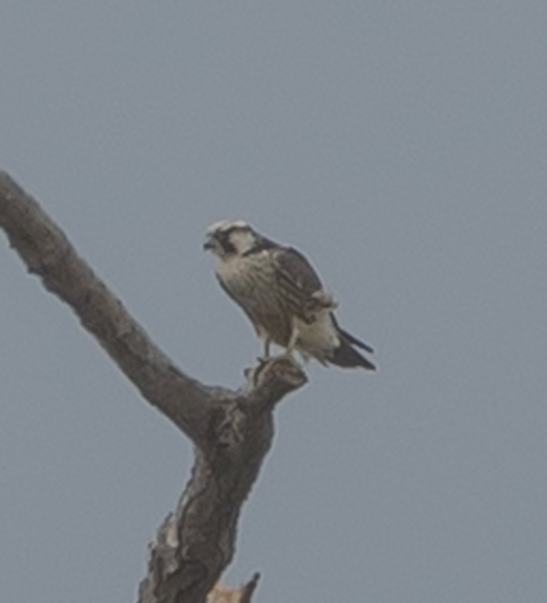 Peregrine Falcon - ML642928482