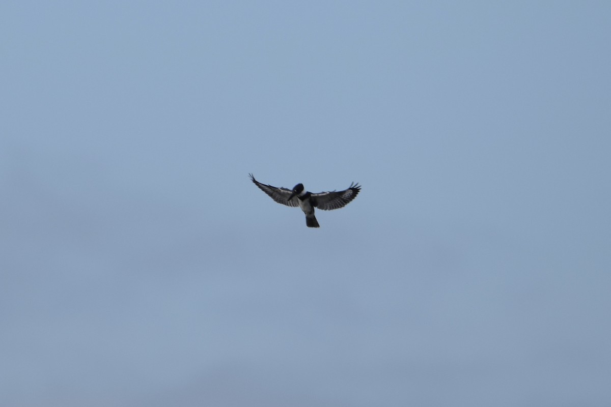 Belted Kingfisher - ML642928483