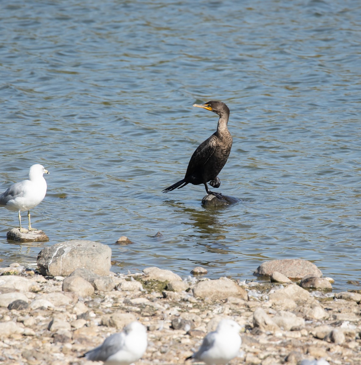 Double-crested Cormorant - ML642928485