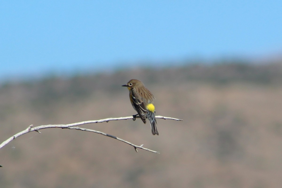 Yellow-rumped Warbler - ML642928486