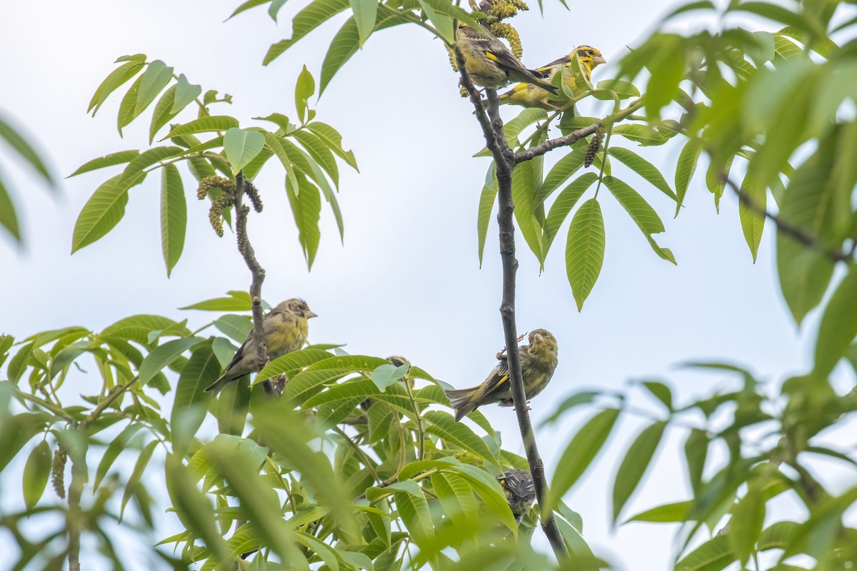 Yellow-breasted Greenfinch - ML642928487
