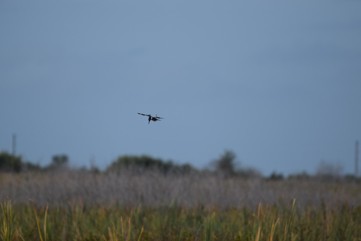 Belted Kingfisher - ML642928488