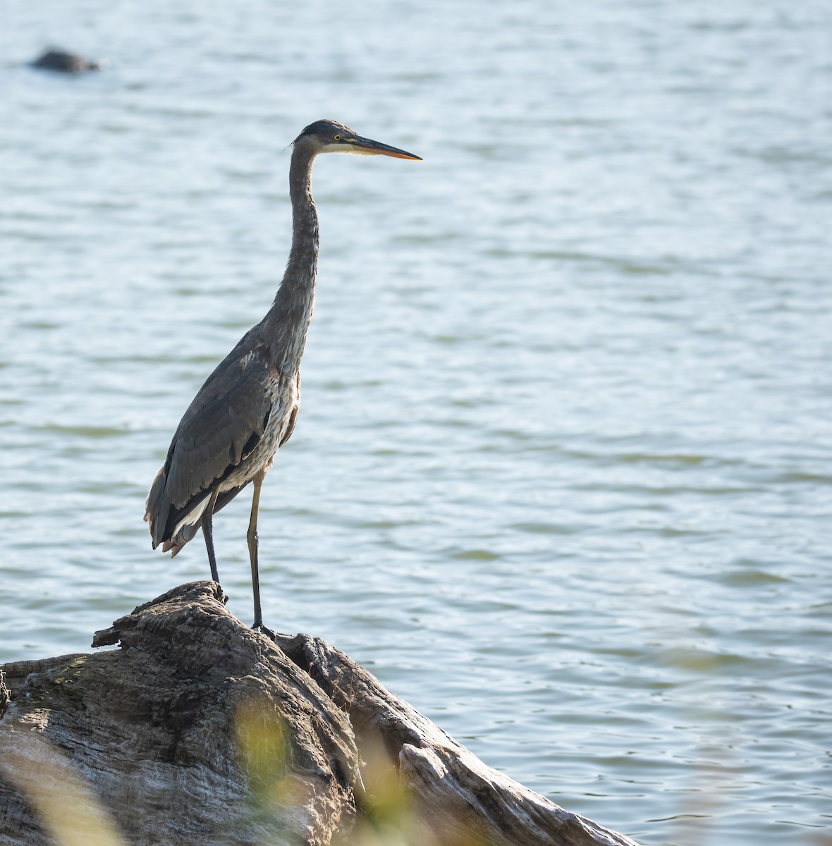 Great Blue Heron - ML642928489