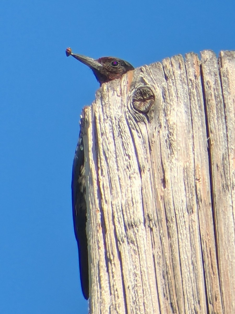 Lewis's Woodpecker - ML642928495