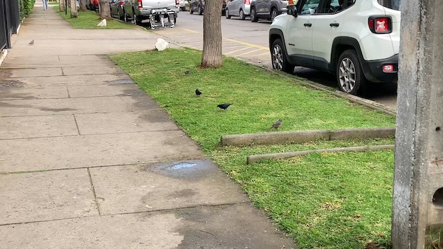 Shiny Cowbird - ML642928496