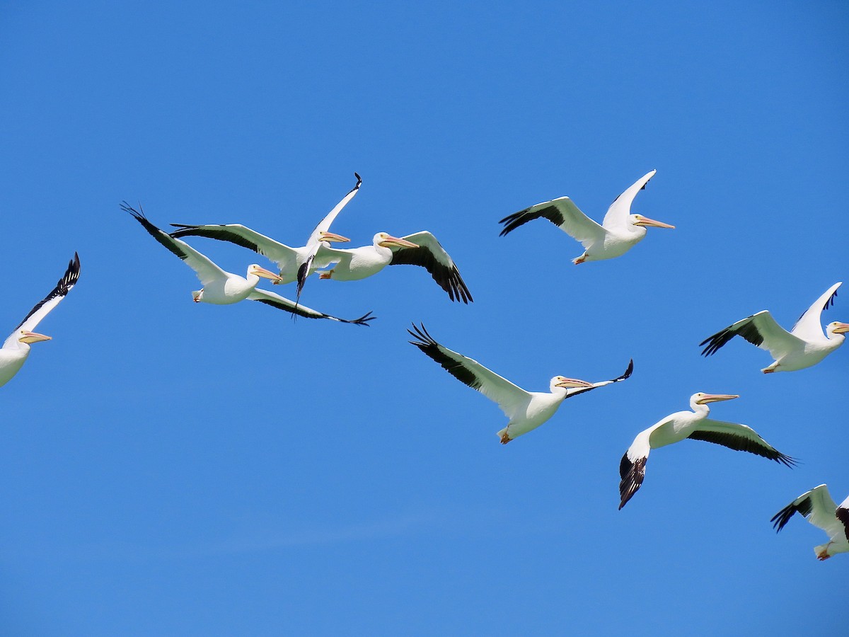 American White Pelican - ML642928534