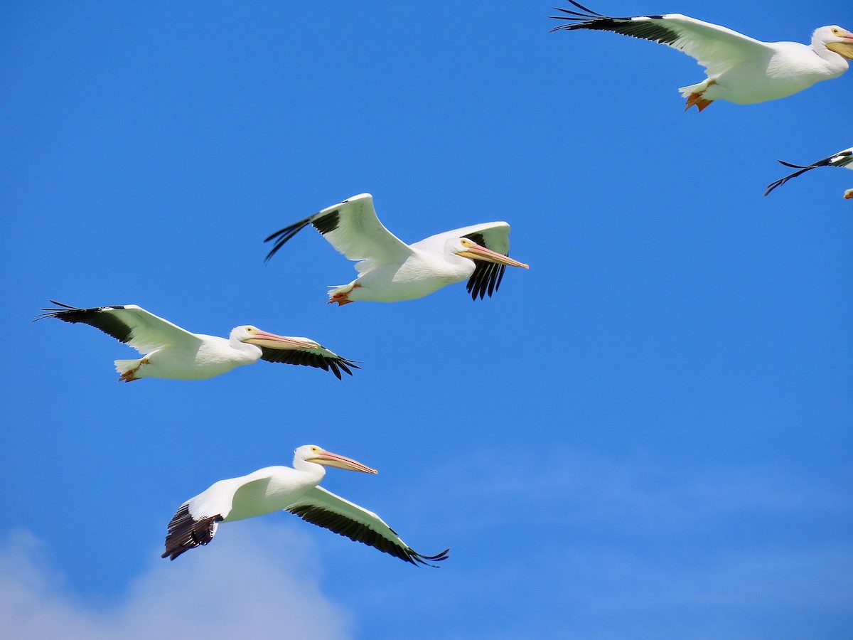 American White Pelican - ML642928535