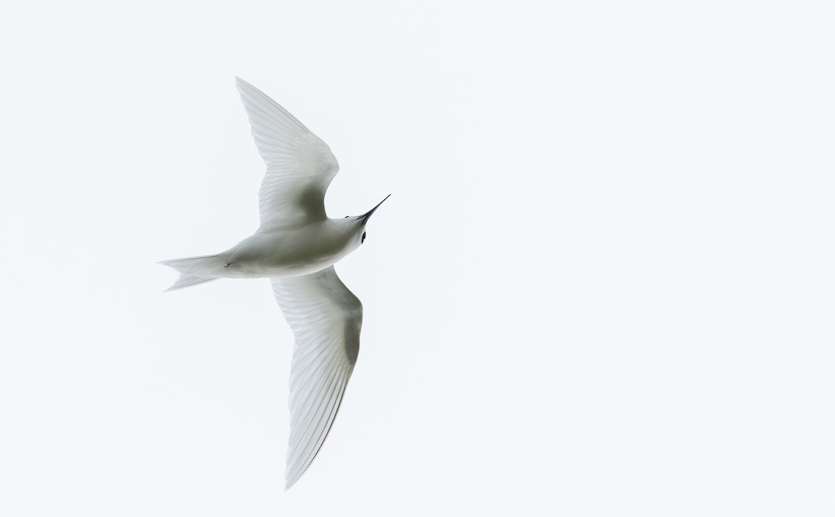 White Tern (Atlantic) - ML642928557