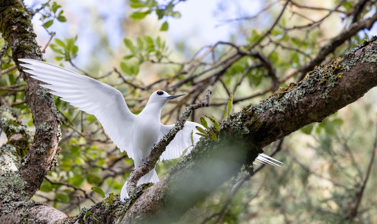 White Tern (Atlantic) - ML642928570